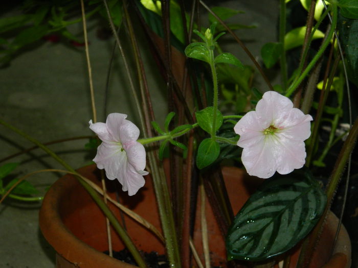 DSCN3806