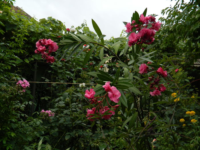 DSCN3813 - 2015_AUGUST