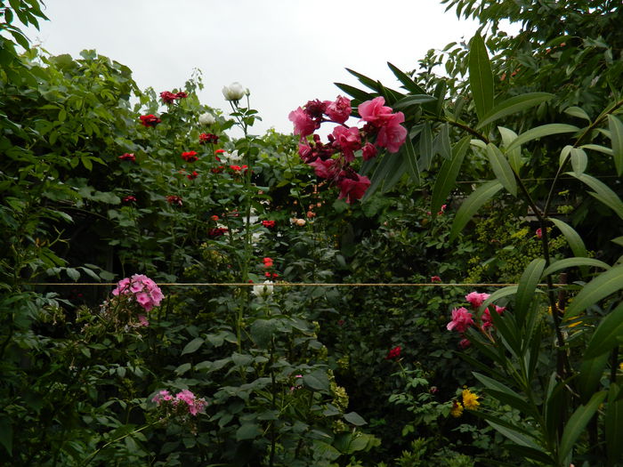 DSCN3814