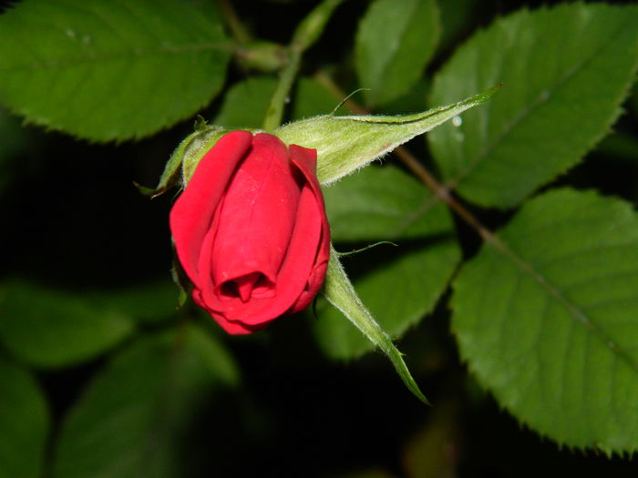 DSCN3860 - 2015_AUGUST