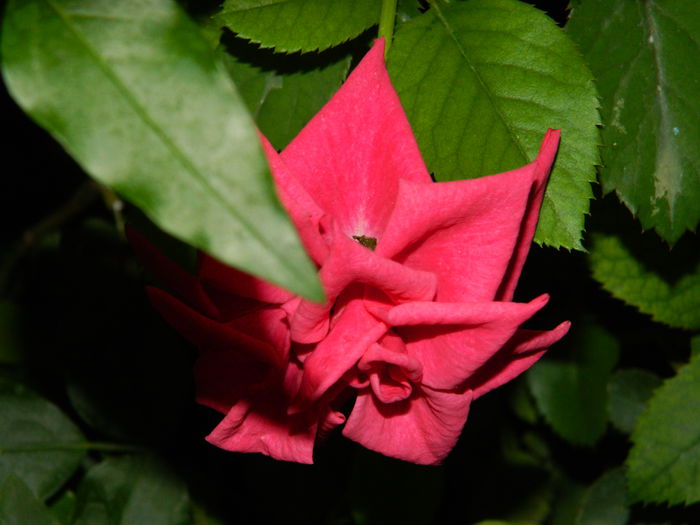 DSCN3862 - 2015_AUGUST