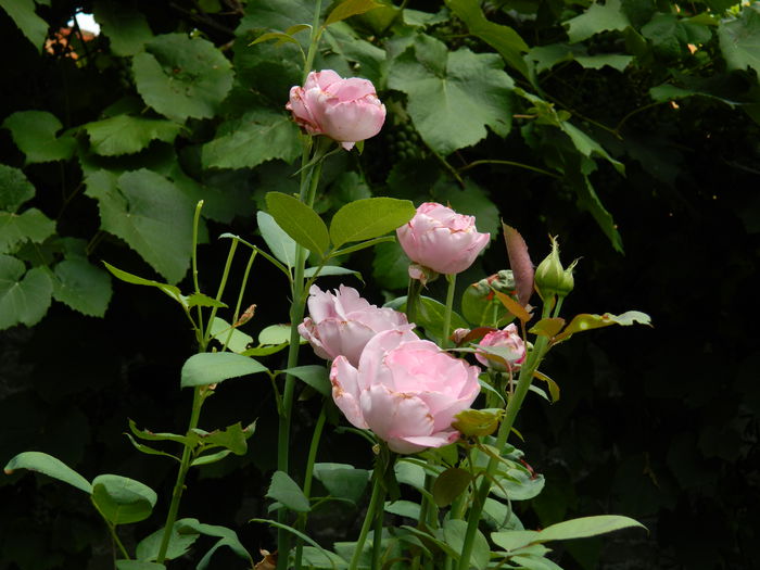 DSCN3865 - 2015_AUGUST