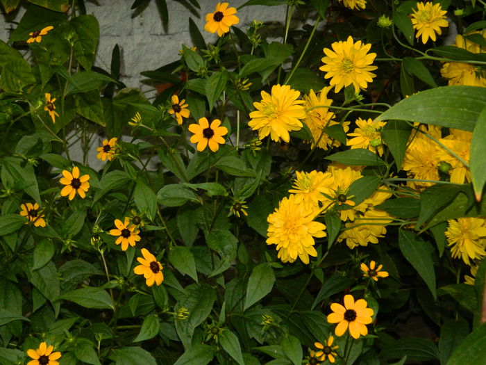 DSCN3869 - 2015_AUGUST