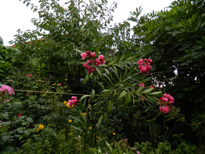 DSCN3874 - 2015_AUGUST