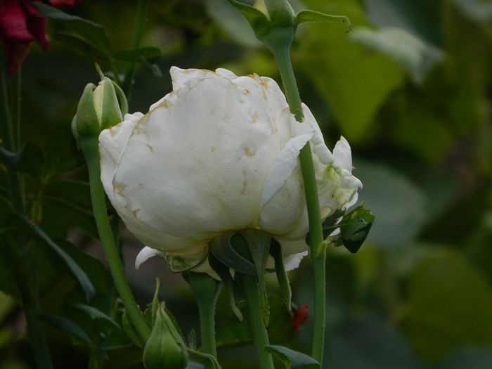 DSCN3880 - 2015_AUGUST