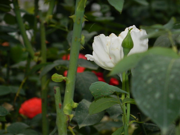 DSCN3887 - 2015_AUGUST