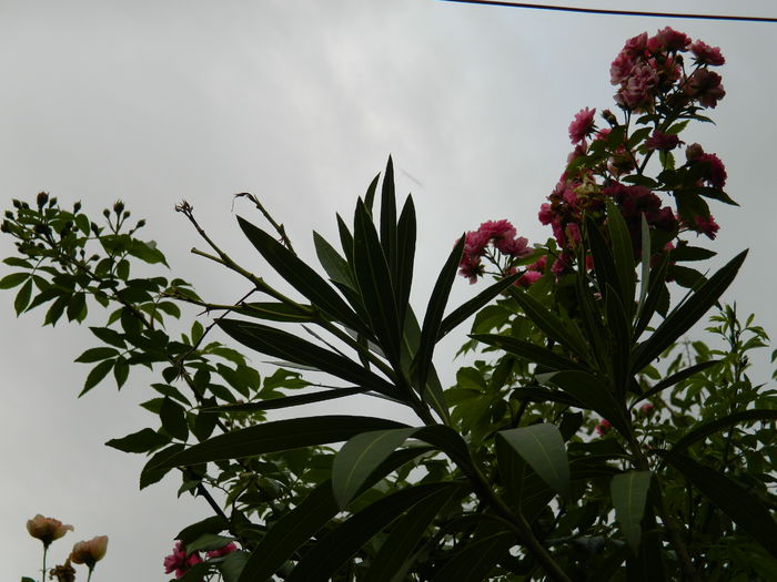 DSCN3890 - 2015_AUGUST
