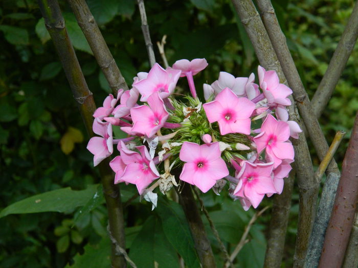 DSCN3893 - 2015_AUGUST