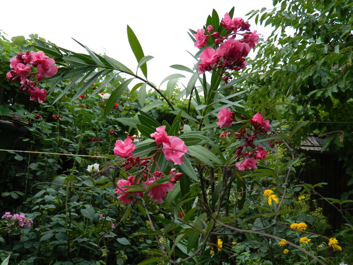 DSCN3900 - 2015_AUGUST