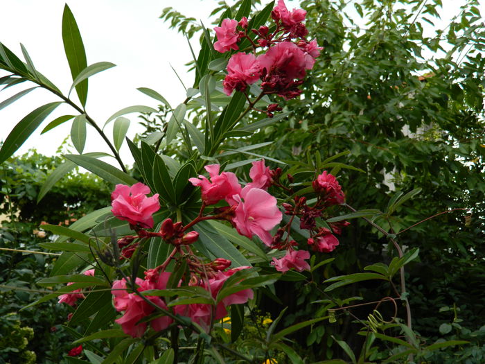 DSCN3901