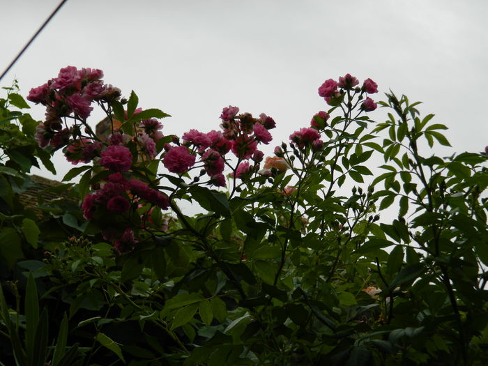 DSCN3902