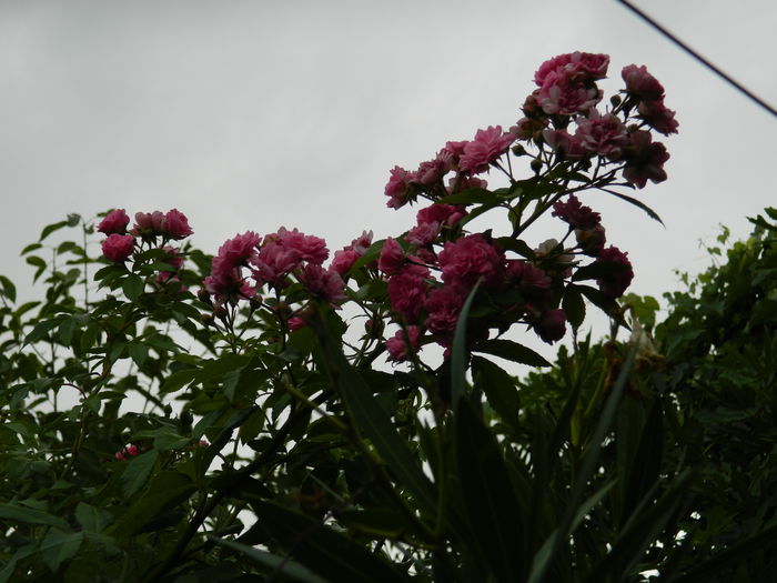 DSCN3905 - 2015_AUGUST