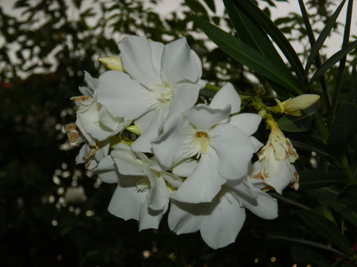 DSCN3906