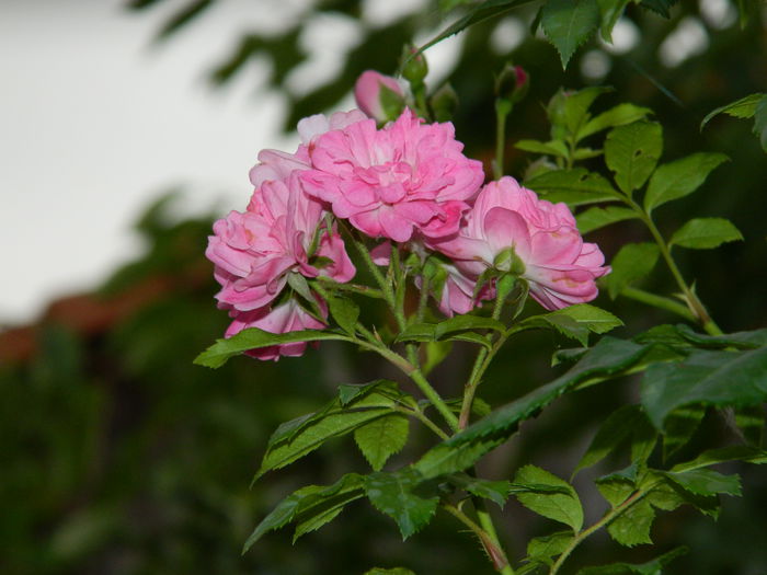 DSCN3909