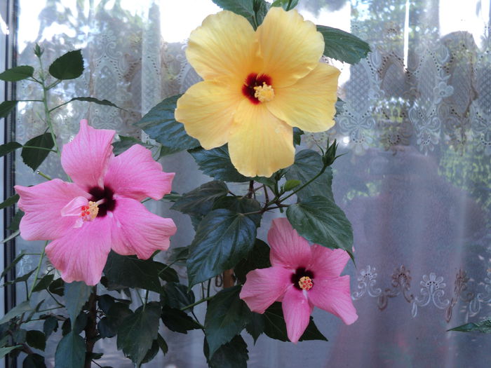 DSC03029 - hibiscusi 2015