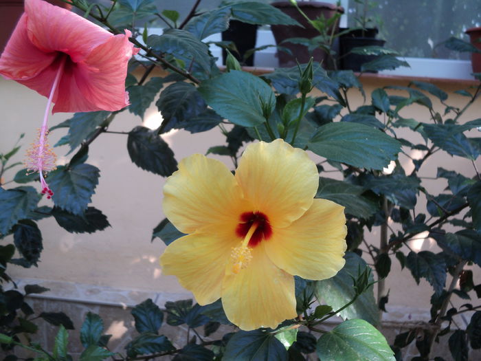 DSC03030 - hibiscusi 2015