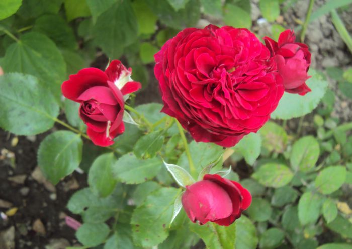 Red Leonardo da Vinci- da
