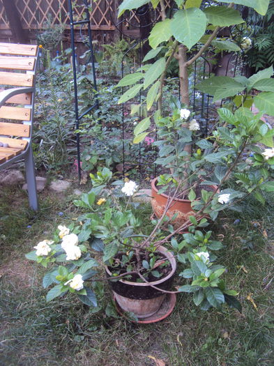 DSC02648 - Gardenia si azalee