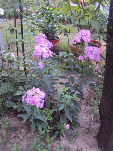 DSC02651