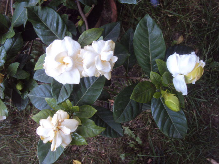 DSC02660 - Gardenia si azalee