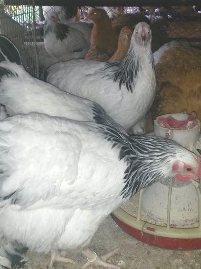 20150806_183536 - 2015