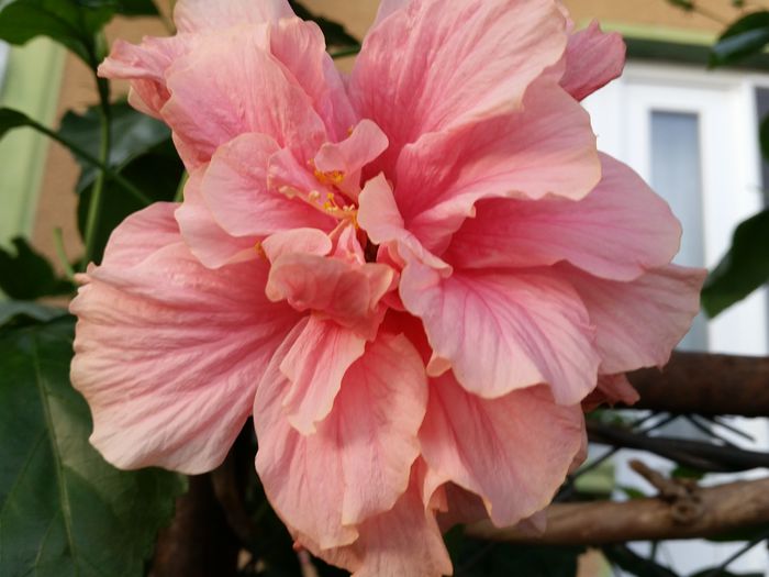  - hibiscus