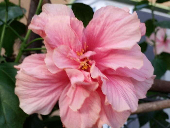  - hibiscus