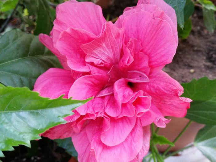  - hibiscus