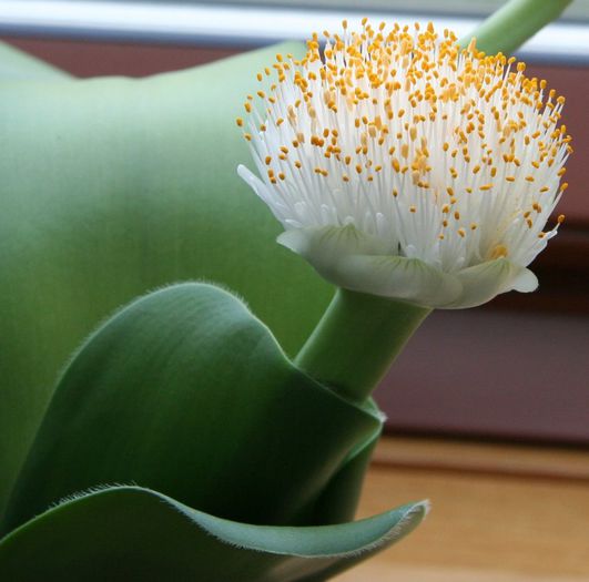 Haemanthus-albiflos; auricam
