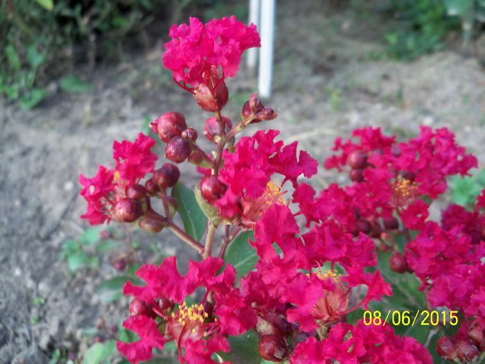 Red Imperator - a Lagerstroemia indica-liliac indian