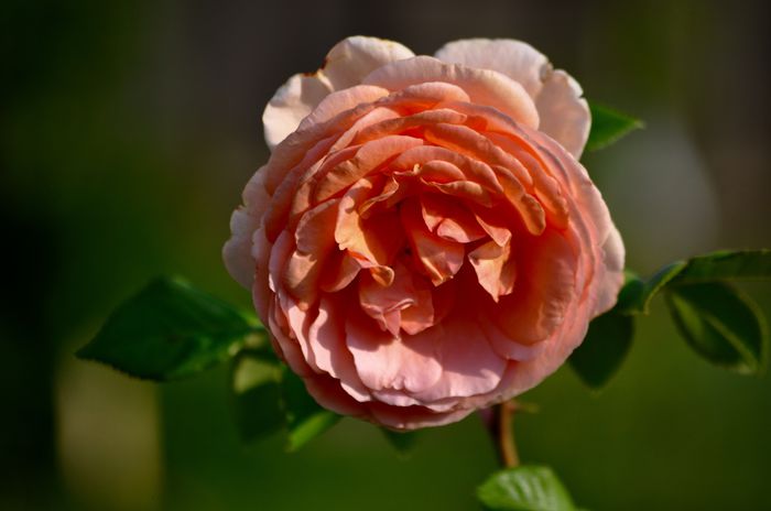 08.2015 - Abraham Darby