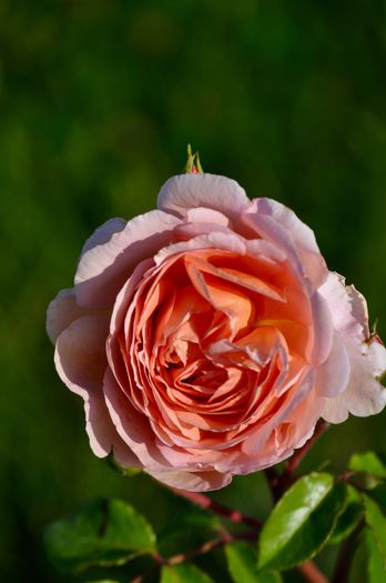 08.2015 - Abraham Darby