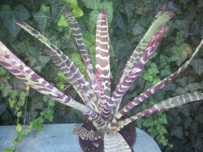 20150806_192720 - vriesea; vriesea - Familia bromeliilor
