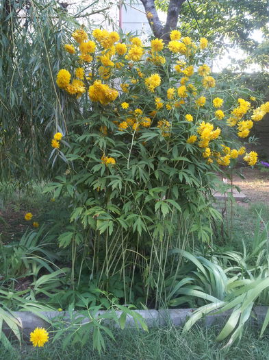 Rudbeckia Laciniata goldquelle; &quot;Marita-ma mama&quot;, Rudbeckia Laciniata goldquelle.
Infloresc in jur de 10 iulie.
Infloresc in jur de 10 iulie.
