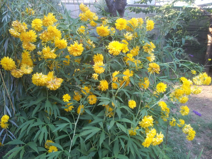 "Marita-ma mama", Rudbeckia Laciniata goldquelle; &quot;Marita-ma mama&quot;, Rudbeckia Laciniata goldquelle.
Infloresc in jur de 10 iulie.
