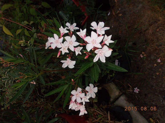 DSCN2463 - vara 2015