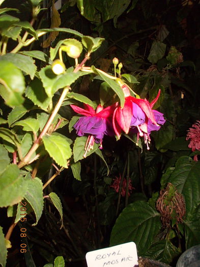 DSCN2466 - vara 2015