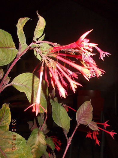 DSCN2467 - vara 2015