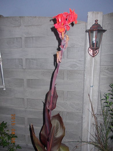 DSCN2468 - vara 2015