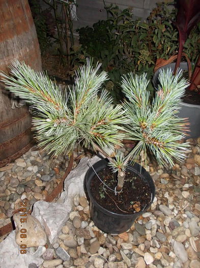 DSCN2469 - vara 2015