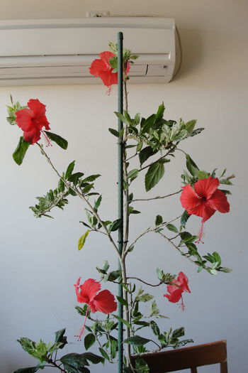 Surinam cu 5 flori - A0-Hibiscus 2015-2