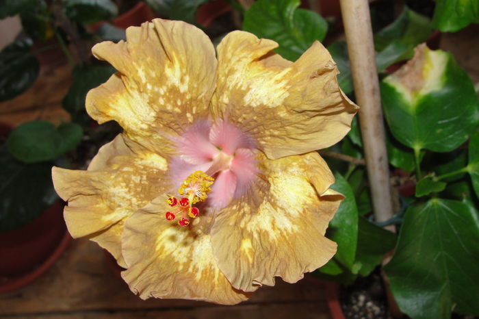 Antique Treasure - A0-Hibiscus 2015-2