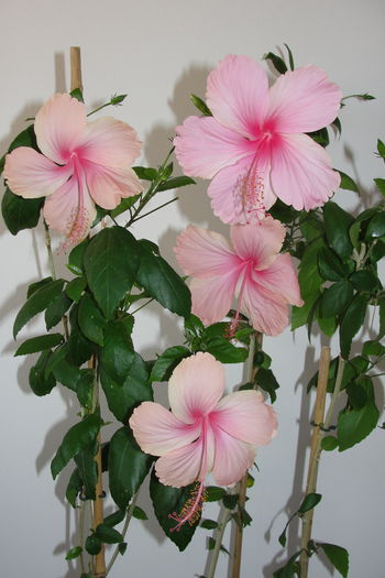 Dainty Pink - A0-Hibiscus 2015-2