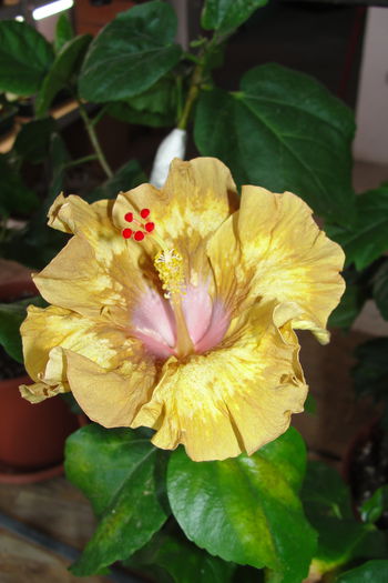  - A0-Hibiscus 2015-2