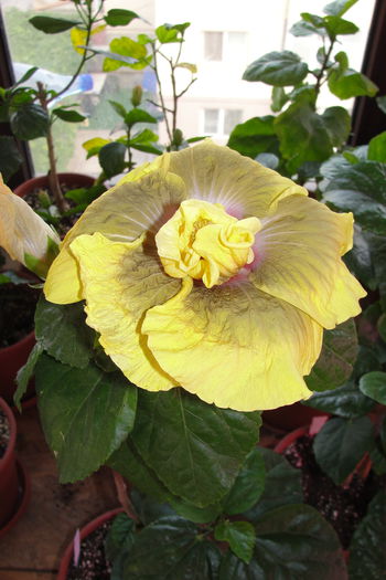Yoda - A0-Hibiscus 2015-2