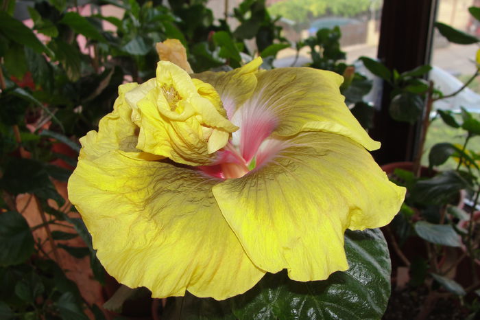  - A0-Hibiscus 2015-2