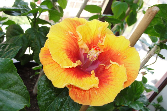  - A0-Hibiscus 2015-2