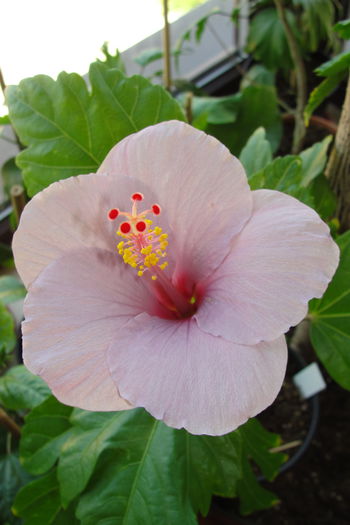 Blue Wings - A0-Hibiscus 2015-2