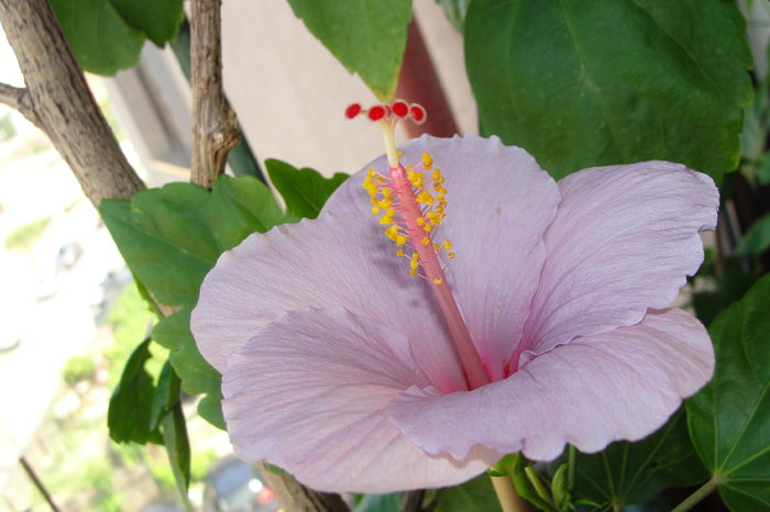  - A0-Hibiscus 2015-2