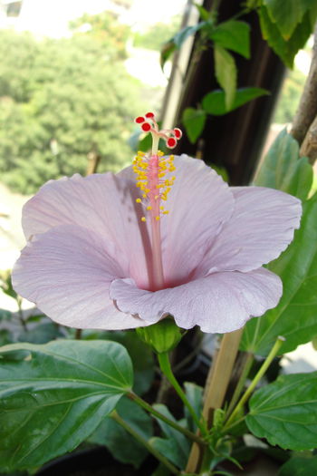  - A0-Hibiscus 2015-2